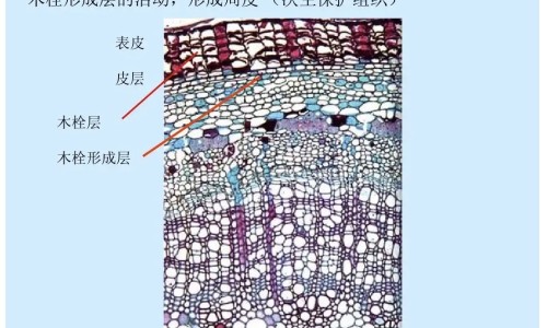 腋下出汗很多 激光去除大汗腺网 - 网站提供腋下出汗多是什么原因小常识、腋下出汗多怎么办最有效的方法